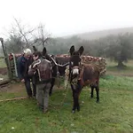 O Palheirinho - - Braganca Hétvégi ház *