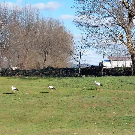 O Palheirinho - - Braganca *