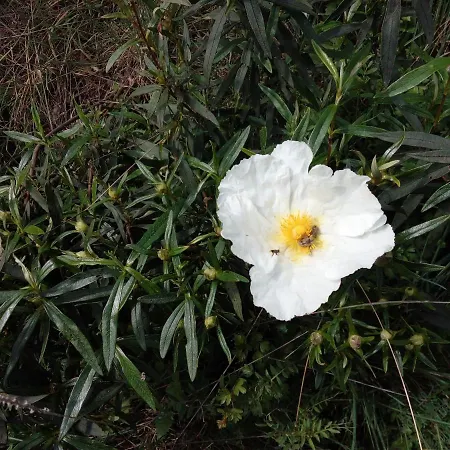 O Palheirinho - - Braganca * Самил