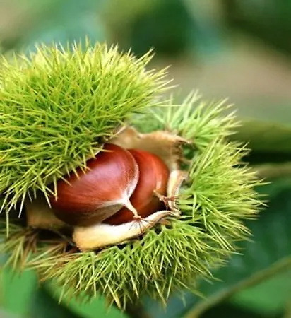 O Palheirinho - - Braganca 컨트리하우스