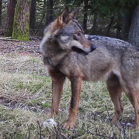 Летний дом O Palheirinho - - Braganca