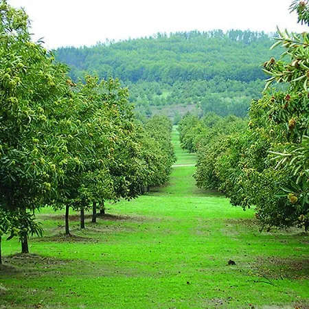 O Palheirinho - - Braganca Casa di campagna *