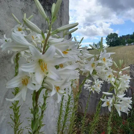 O Palheirinho - - Braganca * 사밀