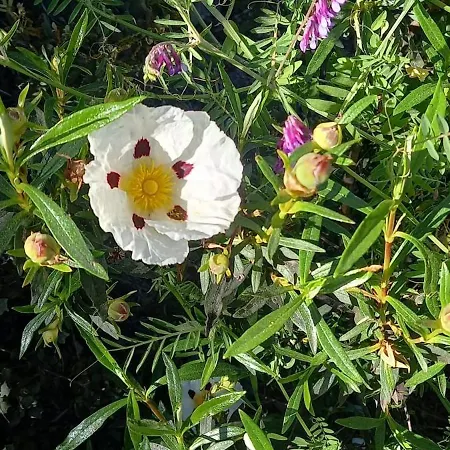 O Palheirinho - - Braganca 컨트리하우스 *