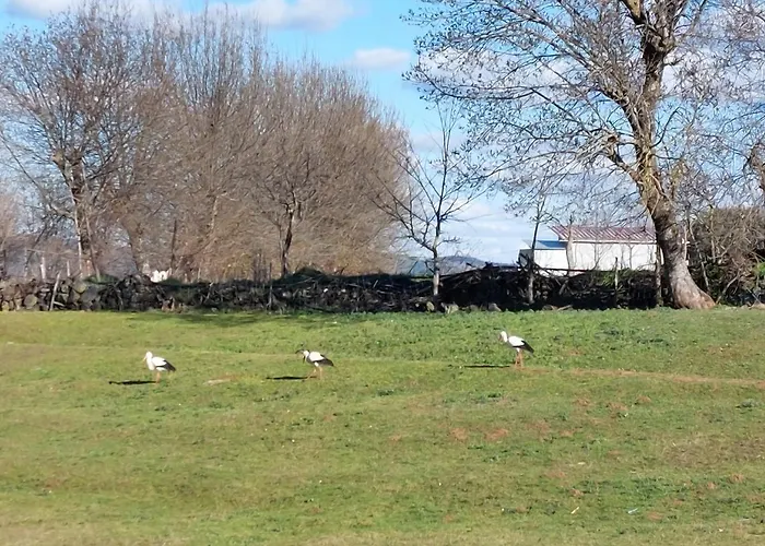 O Palheirinho - - Bragança *