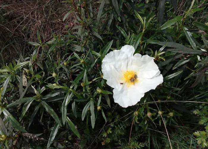 O Palheirinho - - Braganca * סאמיל