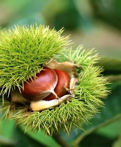 O Palheirinho - - Braganca בית כפרי
