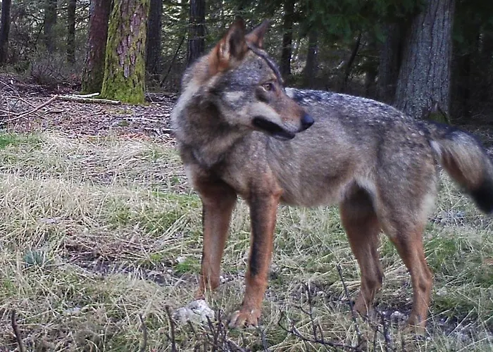 Casa de Campo O Palheirinho - - Bragança