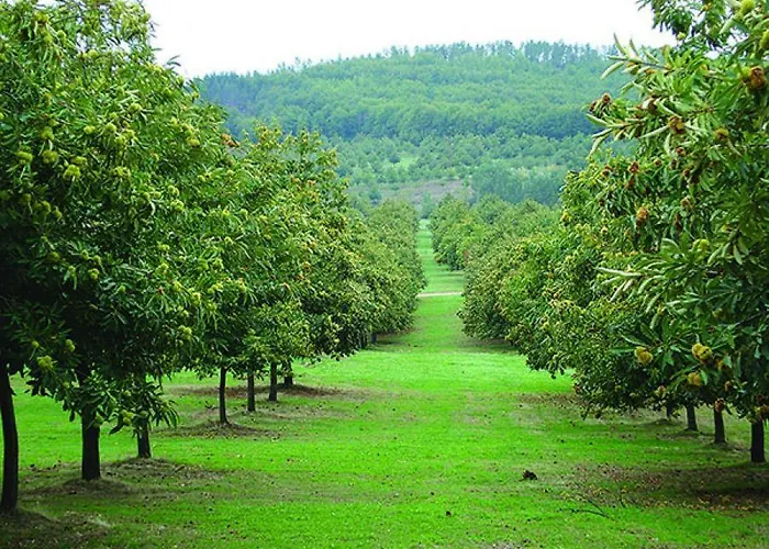O Palheirinho - - Bragança Casa de Campo *