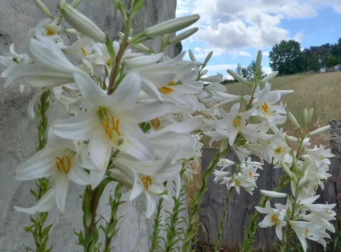 O Palheirinho - - Bragança * Samil