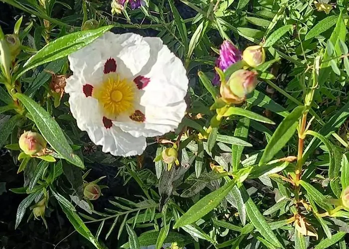 O Palheirinho - - Braganca 乡村民宿 *